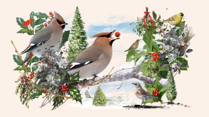 An illustration of waxwings, red berries and mistletoe