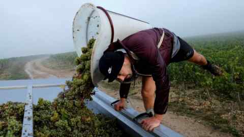 A worker harvests grapes at the Domaine Pinson vineyard in Chablis, France