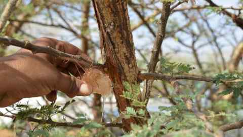 Tappers scrape the bark of wild acacia trees, then return weeks later to collect the precious gum balls