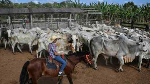 Brazil’s cattle herd is the world’s largest at 217m animals