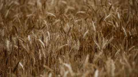 Wheat in a field in Montbert near Nantes, France