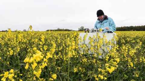 A student looks at a machine to measure nitrous oxide emissions in a field of oilseed rape