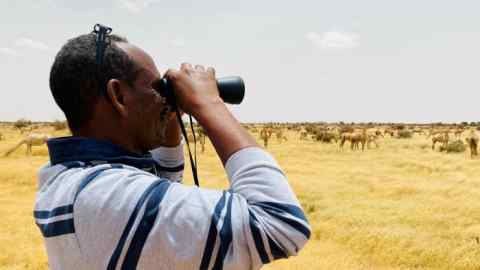 Mustafa Duale surveys a herd of camels in Qoolcadey, western Somaliland. The animals no longer have to be sent to Ethiopia for grazing as a result of the reservoir he built
