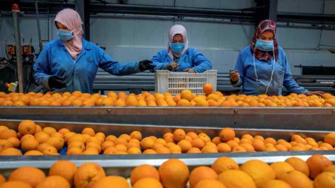 Most of Egypt’s orange exports come from large farms on reclaimed desert land
