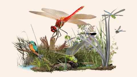 Illustration of two dragonflies and a kingfisher in a wetland