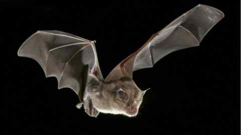 A horseshoe bat: bats are interesting to epidemiologists because they harbour many viruses that can be harmful for humans, including Sars-Cov-2, which causes Covid-19, and Ebola