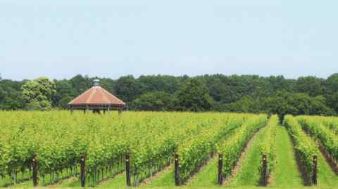 Danbury Ridge wine estate near Chelmsford, Essex