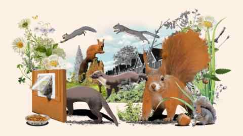 An illustration of grey and red squirrels playing in a yard with plants and flowers