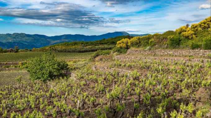 A vineyard by Mount Etna