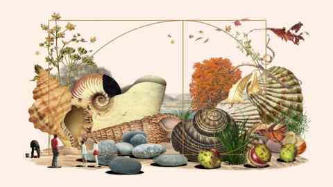 Illustration showing the Fibonacci sequence, seashells and a family by the beach