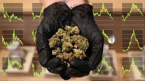 A hand holding medical marijuana
