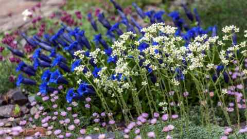 Blue Gentiana acaulis, a spring gentian with encrusted saxifrages in a raised alpine bed