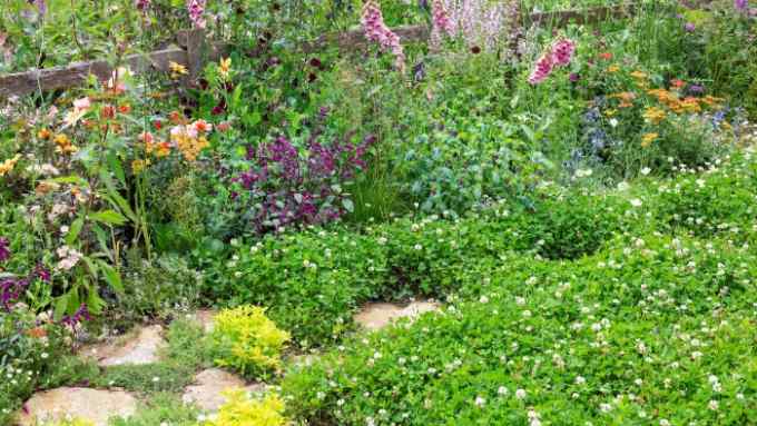 A garden with a ‘lawn’ of clover and various other flowers and shrubs