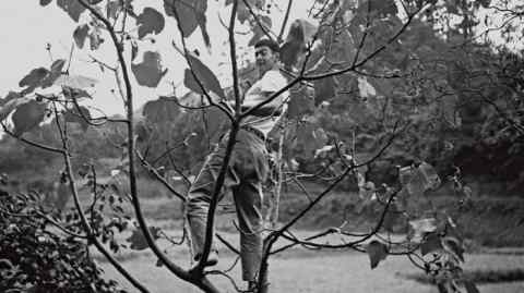 Artist JB Blunk in a fig tree in Japan, c1952