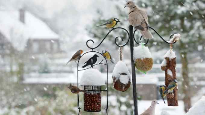 Birds feeding on nuts, seed and fat from a garden feeder