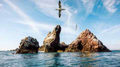 Alderney’s wild coastline supports colonies of gannets